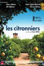 Les citronniers