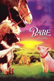 Babe, le cochon devenu berger