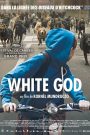 White God